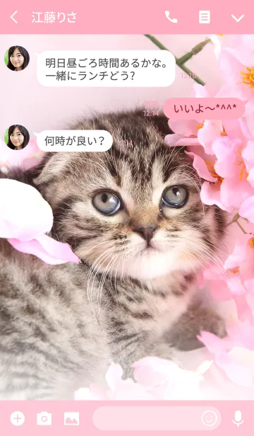 [LINE着せ替え] 癒し子猫♪春桜マンチカンの画像3