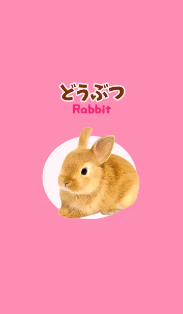 [LINE着せ替え] どうぶつ Rabbitの画像1