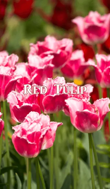 [LINE着せ替え] 赤いチューリップ ver.2の画像1